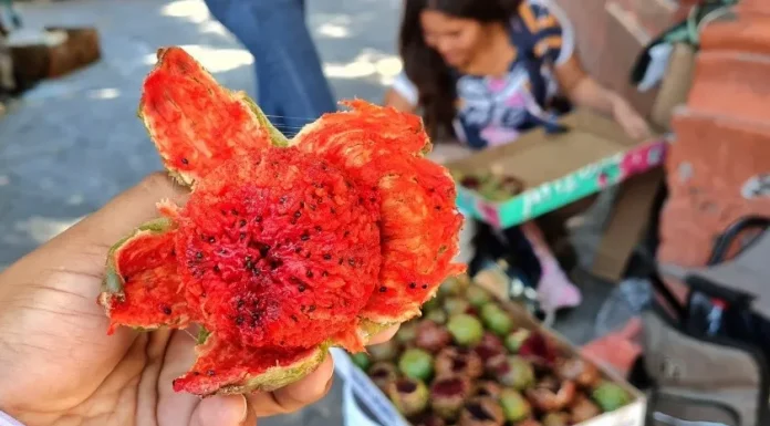 En riesgo producción de pitahaya en Carbó por los incendios forestales