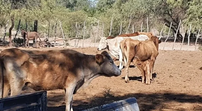 Escasez de lluvias afecta a ganaderos y agricultores de Sonora