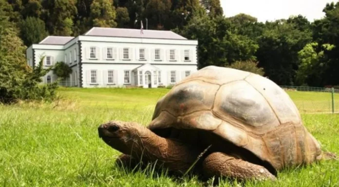 Jonathan, la tortuga más vieja del mundo, celebra oficialmente su cumpleaños 190