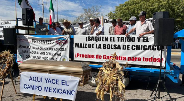 Crisis en el campo: productores de trigo pierden 38% de ingresos