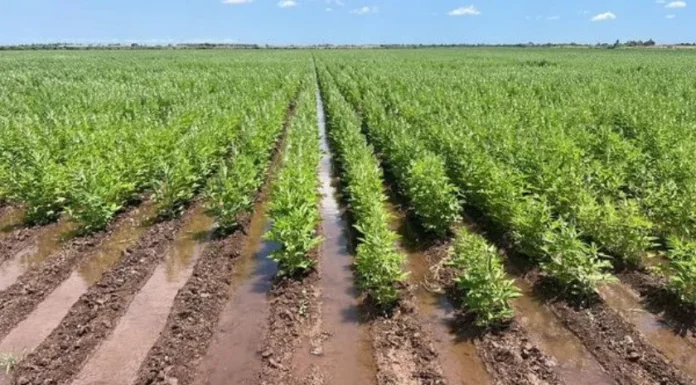 Comienzan riegos de ajonjolí en el Valle del Yaqui