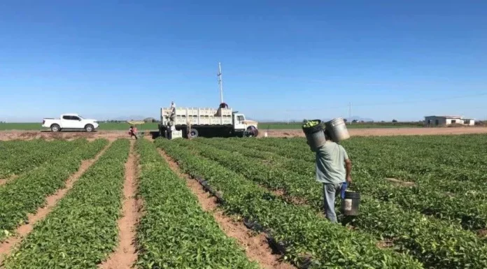 Miles de jornaleros del Sur de Sonora están sin trabajo ante falta de lluvias y precios garantía