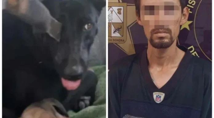 Detienen a hombre que habría apuñalado a “Negrita”, perrita encontrada con arma blanca en un ojo