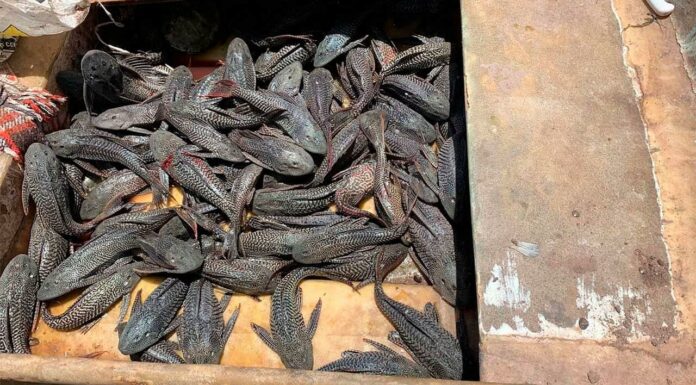 Controlan presencia del pez diablo en la Laguna del Náinari