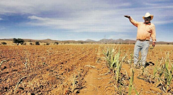 Falta de lluvias afecta la producción agrícola