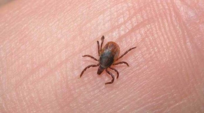 Letalidad de Rickettsiosis cede un punto porcentual después de 8 semanas