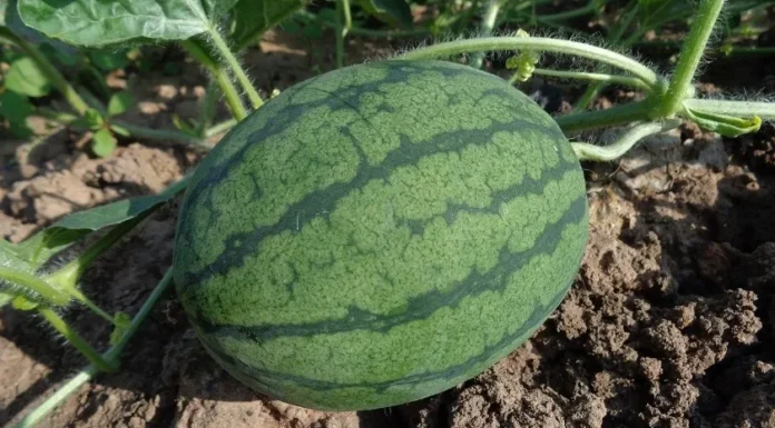 Trabajan agricultores de Sonora en cultivos de otoño