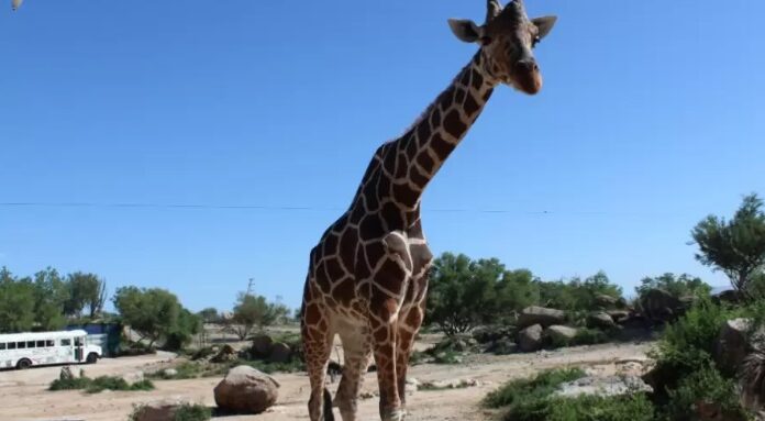 JUBILARÁN A PANCHO, LA JIRAFA DEL CENTRO ECOLÓGICO