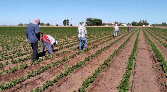 Peligra empleo de jornaleros