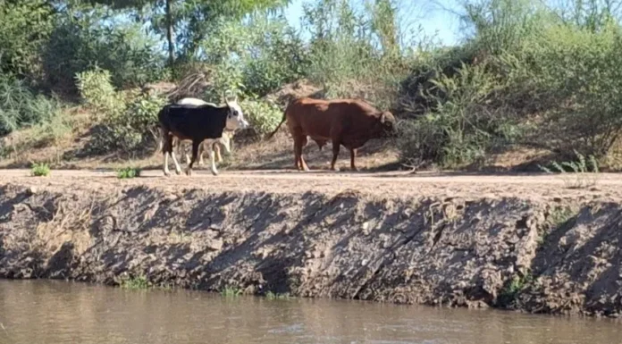 Aumenta en Sur de Sonora el robo de ganado en último trimestre del año