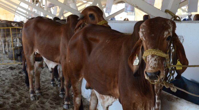 Sader declara a Sonora como Zona Libre de Brucelosis bovina, caprina y ovina