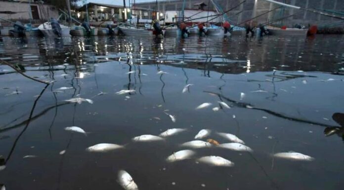 Contaminantes acaban con oxígeno de peces