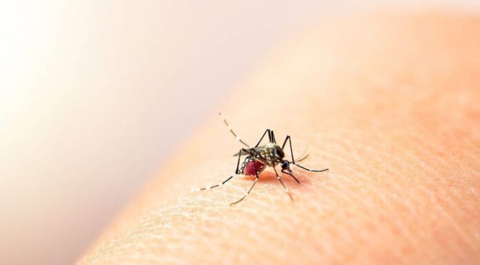 Sonora reduce en 99 por ciento casos de dengue
