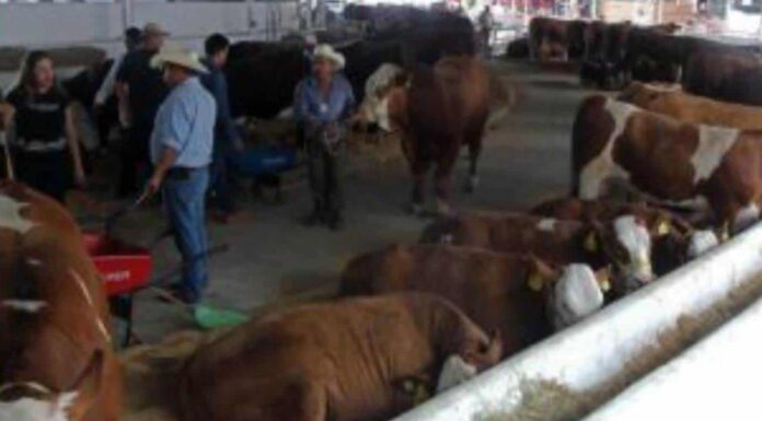 En Empalme la Expo Ganadera fue suspendida por falta de un lugar adecuado