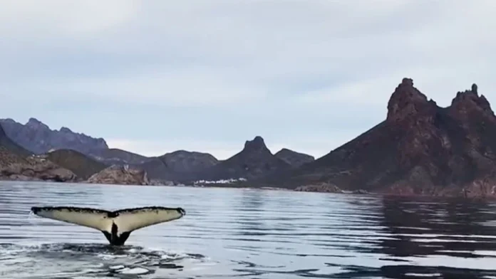 f960x540-365279_439354_0