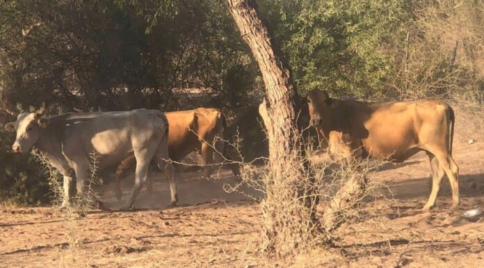 Falta de lluvias pega le pega a los ganaderos; productores venden ganado