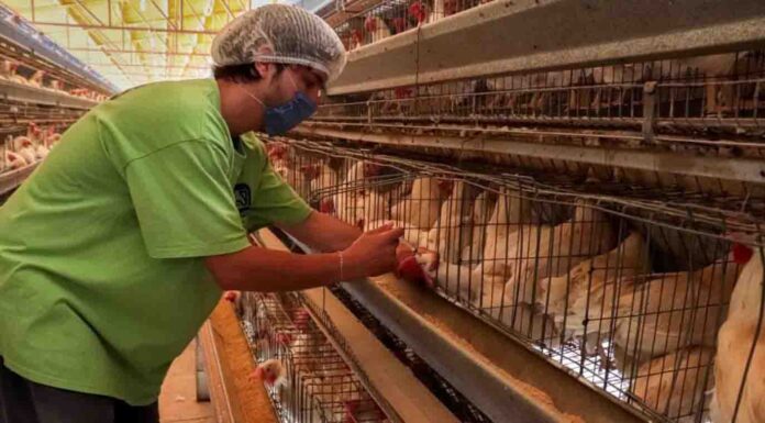 Levantan cuarentena en Sonora por brote de gripe aviar en Cajeme
