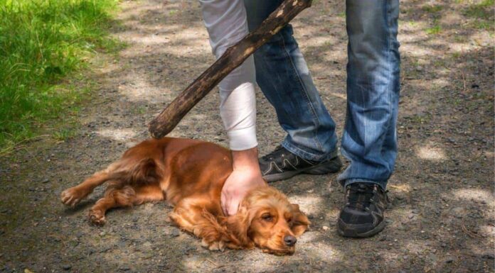 Se tiene una respuesta inmediata ante casos de maltrato animal en Sonora