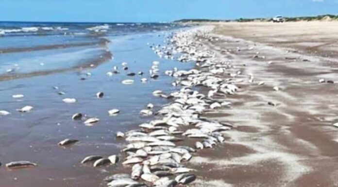 Malas prácticas generan mortandad de sardinas