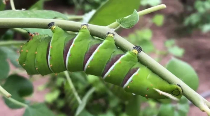 Recibe mariposario de Cócorit donativo de 300 orugas de cuatro espejos
