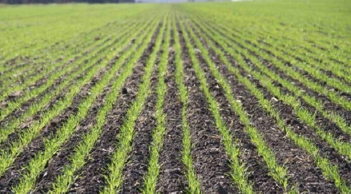 Sembrarán sólo el 55% de la superficie del Valle del Mayo por falta de agua