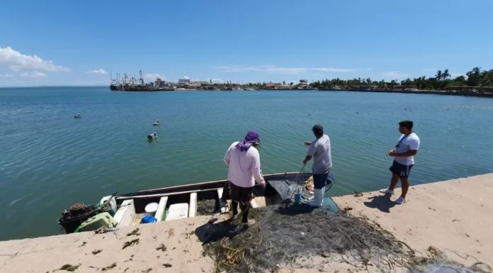 Alerta pescador sobre presencia de tiburón cerca de Yavaros