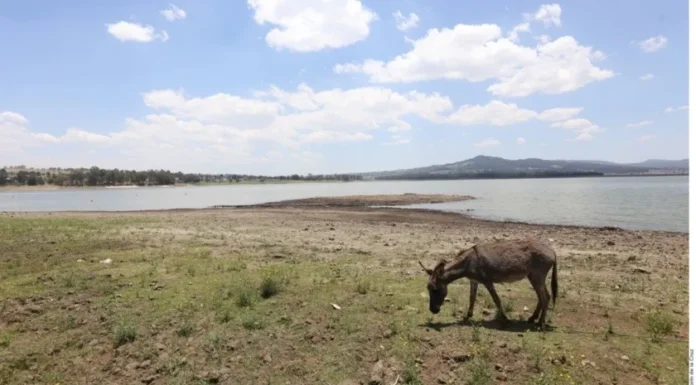 En riesgo cultivos y ganado por sequía en Sonora