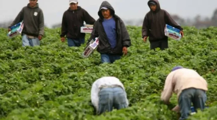 Enfrenta el Valle del Yaqui escasez de mano de obra para el campo