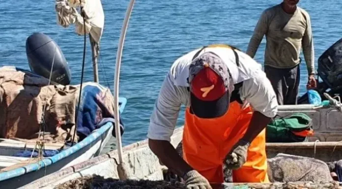Tiburones atacan de nuevo en Bahía del Tobari