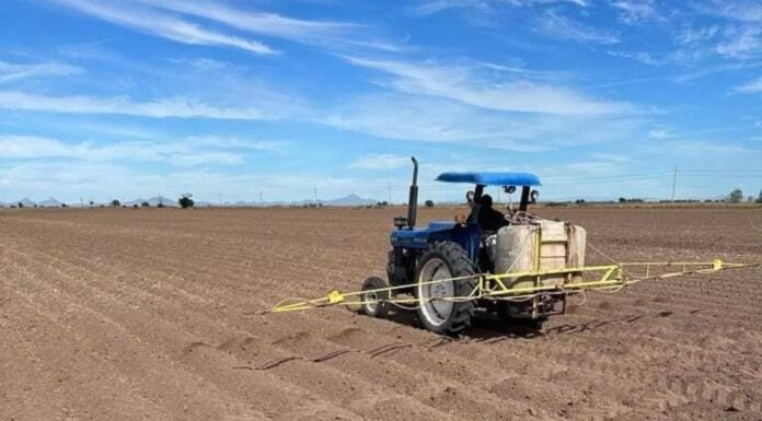 Falta de agua redujo en 50% las siembras en Huatabampo