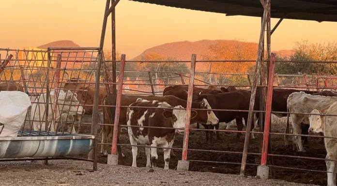 Realizan última subasta del año