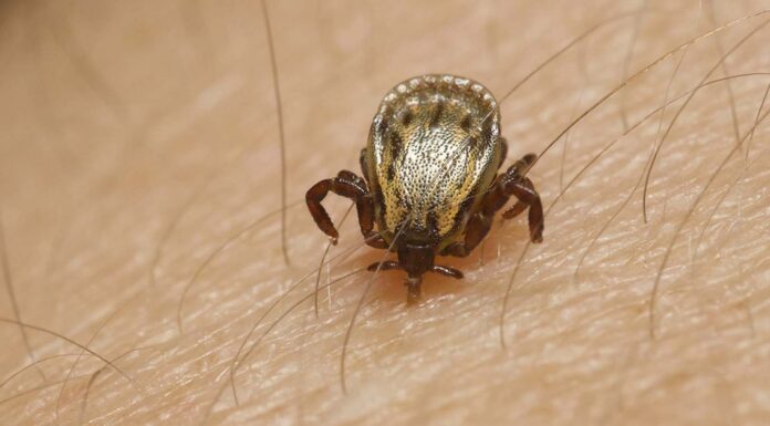 Por alerta de EEUU, Salud Sonora lanza medidas para evitar enfermedades por garrapatas; es el estado con más casos