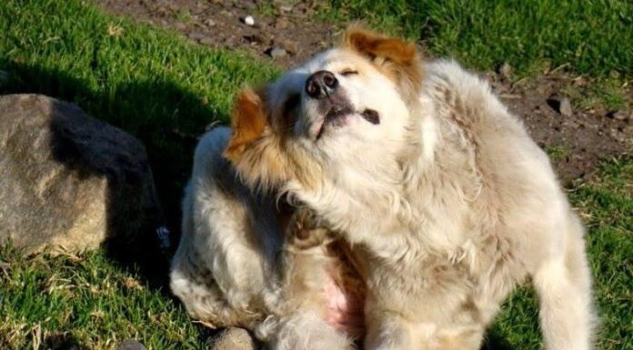 Sonora lidera en casos de rickettsia en México