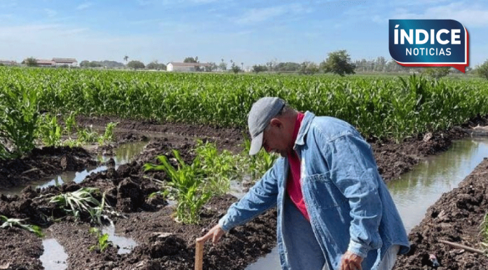 Sequía deja sin riego a 80% del Valle del Yaqui