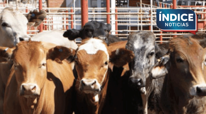 Sonora exporta primer lote de ganado tras pausa por gusano barrenador