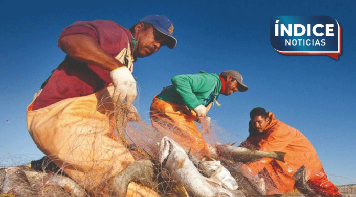 Sonora, líder a nivel nacional en industria pesquera