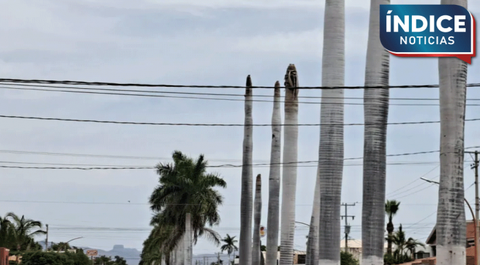 Reforestarán camellón de la Náinari y Sahuaripa