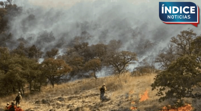 Autoridades combaten incendio forestal en Yécora; avanzan en su control