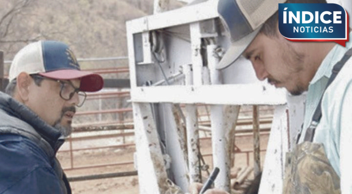 Recupera Sonora exportación de ganado con más de 54 mil reses