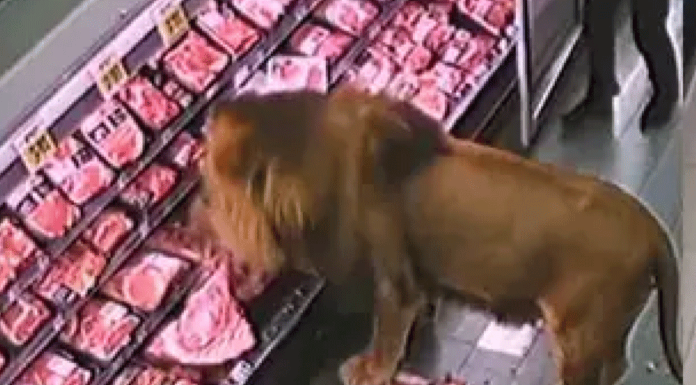 León se pasea por supermercado en Sudáfrica y se atiende solito