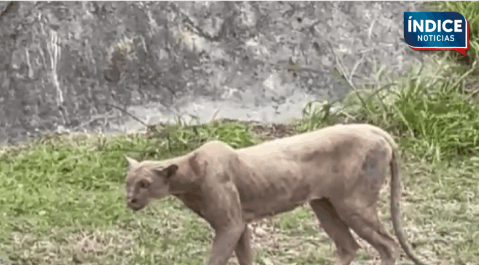 Captan a puma merodeando por las calles de Monterrey