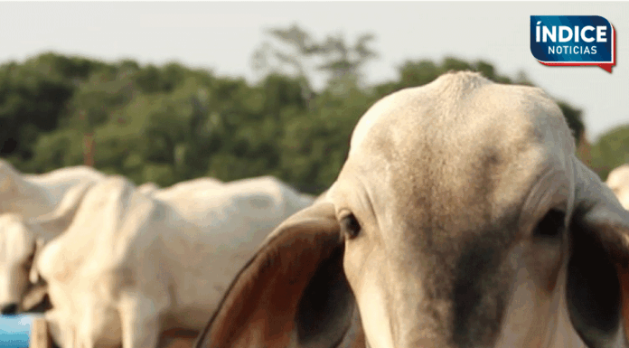 Sader inicia jornada preventiva contra el gusano barrenador en el sur de Sonora