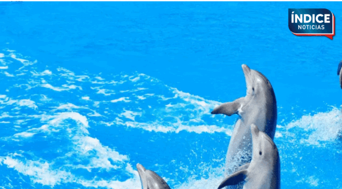 Cámara de Diputados aprueba ‘Ley Mincho’ contra shows de mamíferos marinos