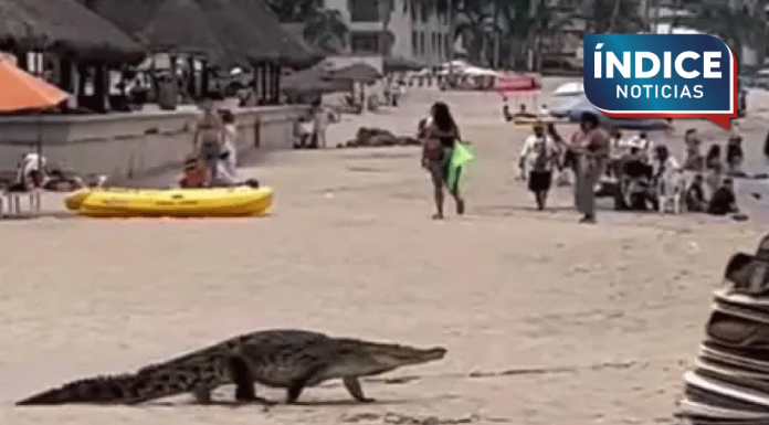Cocodrilo sorprende a turistas en la playa del Holi, Puerto Vallarta