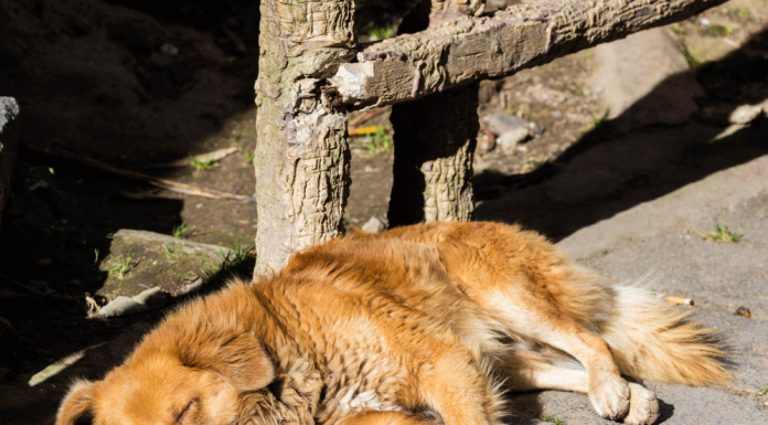 Llama gobierno a cuidar a animales callejeros ante calor en Sonora