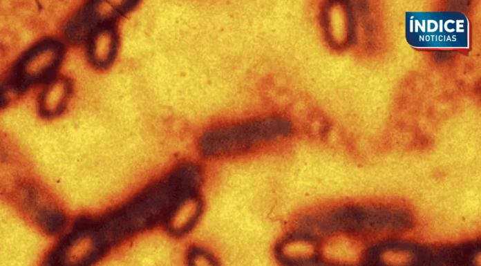 Detectan en China virus con potencial pandémico similares al mortal Nipah