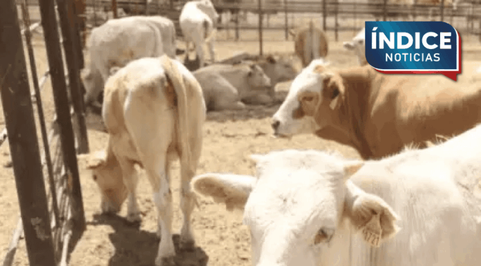 USDA visitará Sonora el 8 de septiembre para revisar exportación ganadera