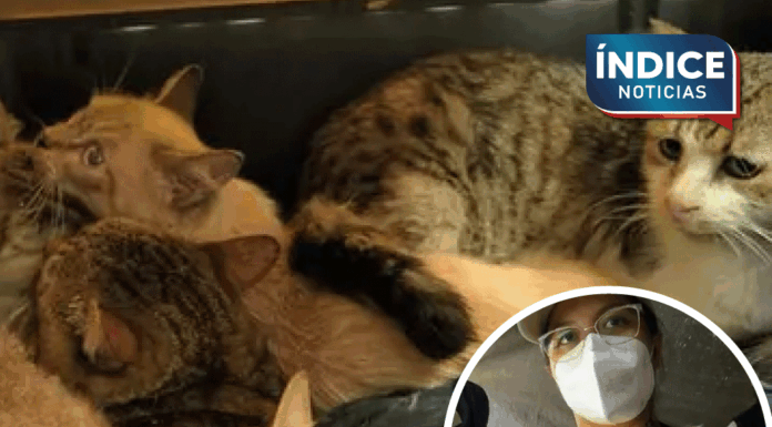 Rescatan a 65 gatitos que vivían maltrato severo en Álvaro Obregón, CDMX