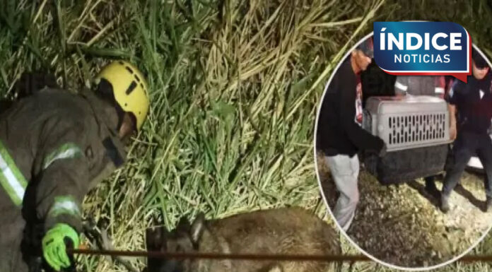 Rescatan a perrito del vertedor de la presa Abelardo L. Rodríguez