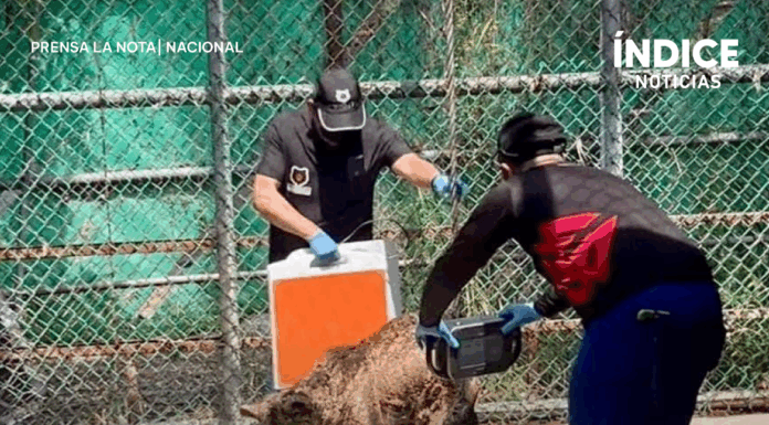 La osa Mina ya se encuentra en la Fundación Invictus; es tratada por especialistas: Profepa